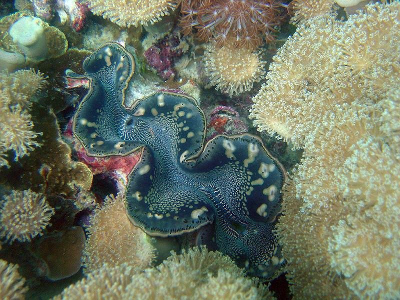Giant Clam 